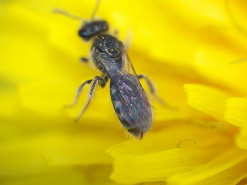 Lasioglossum sp.
